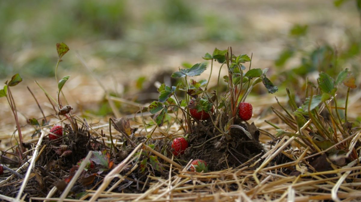 fraises – mois du film